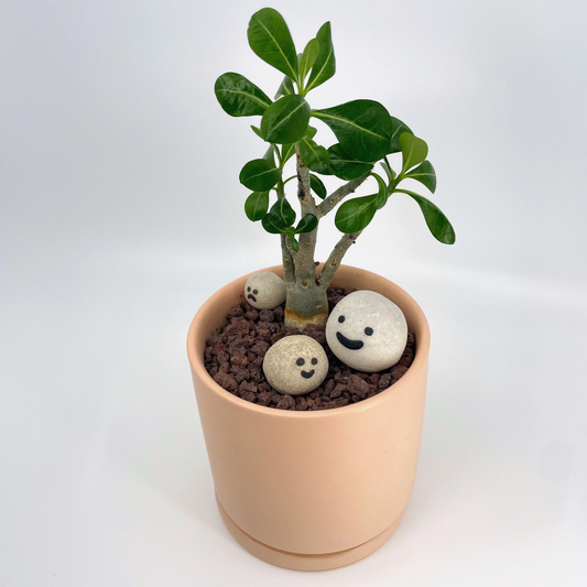 Plant Pets — Random Set of 3